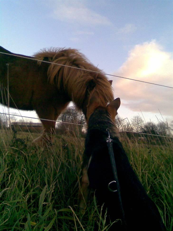 Schæferhund Sally billede 2