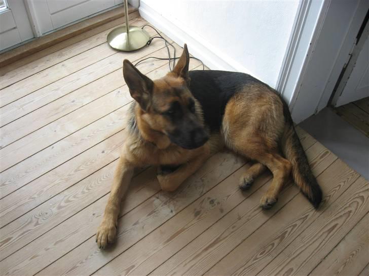 Schæferhund Sally billede 3