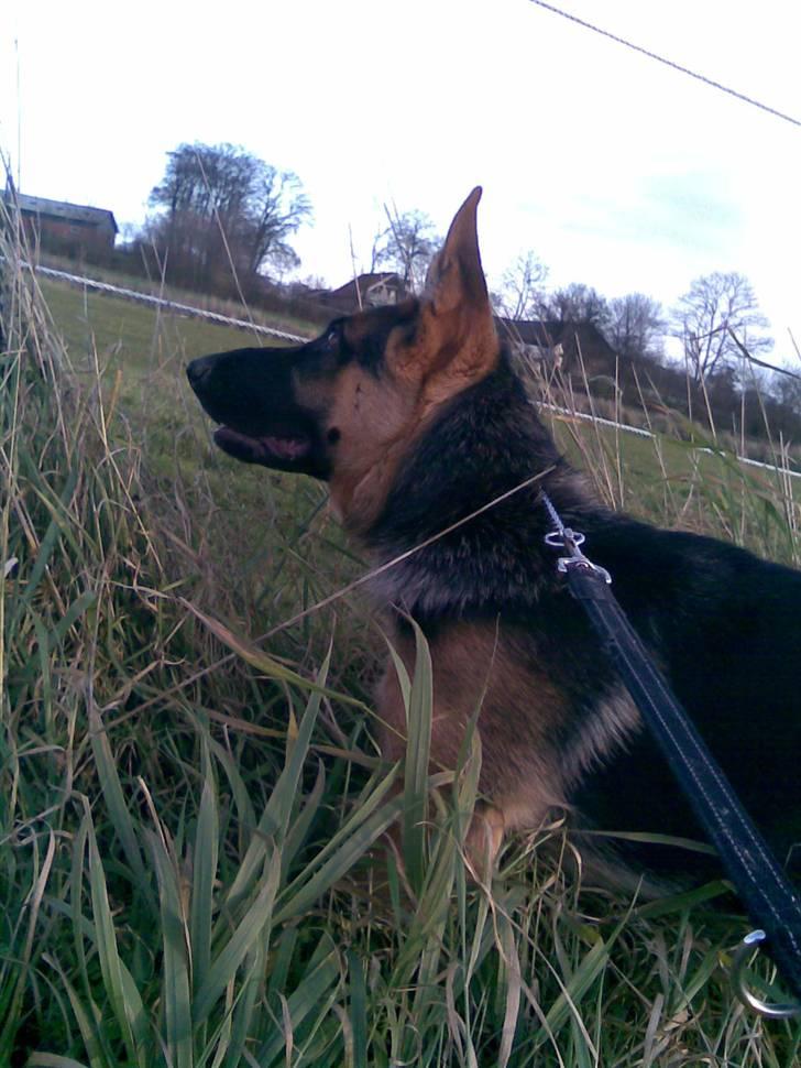 Schæferhund Sally billede 4