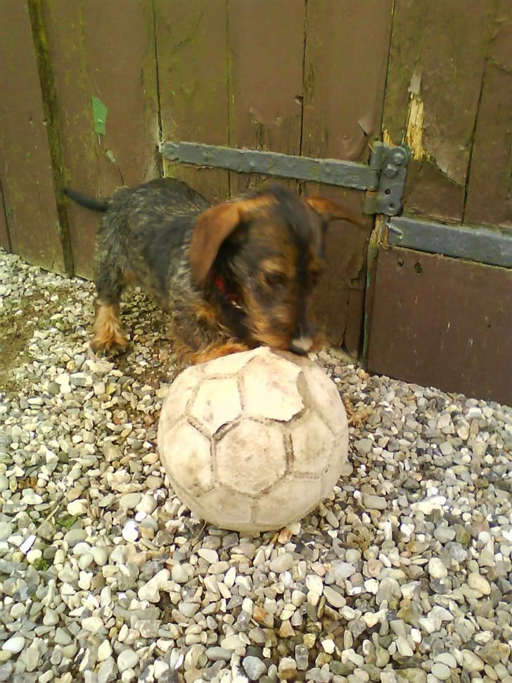 Gravhund Ofelia <3 - og ´christiano ofelia´ overtager bolden ! billede 4