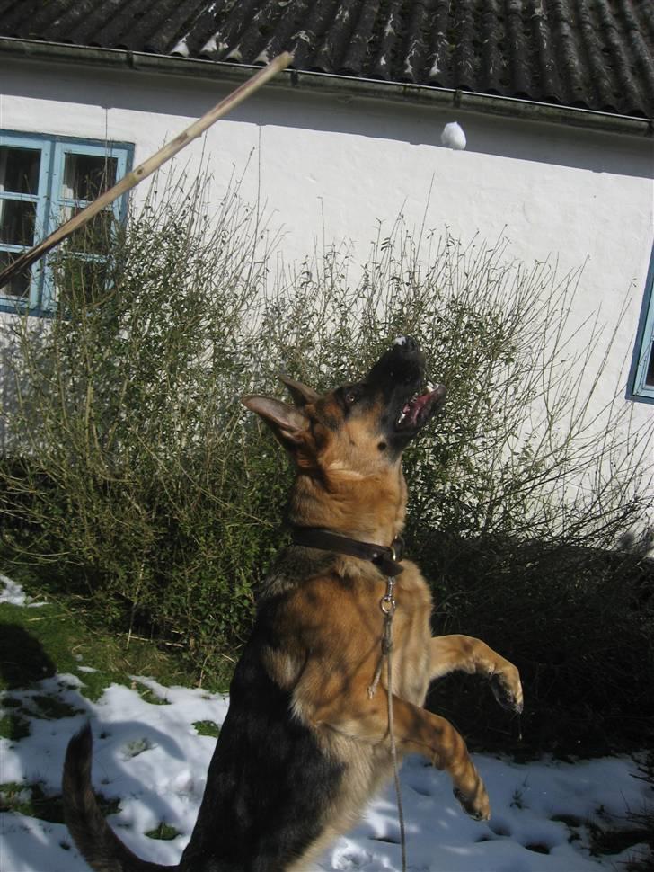 Schæferhund Sally billede 5