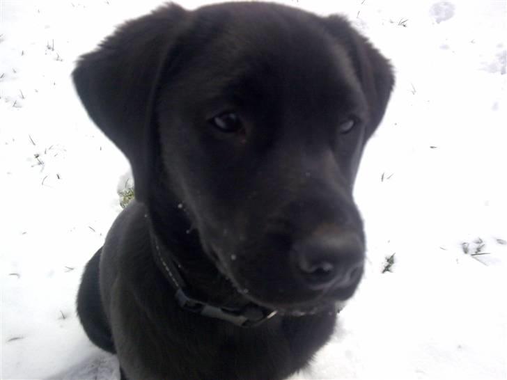 Labrador retriever Molly billede 2