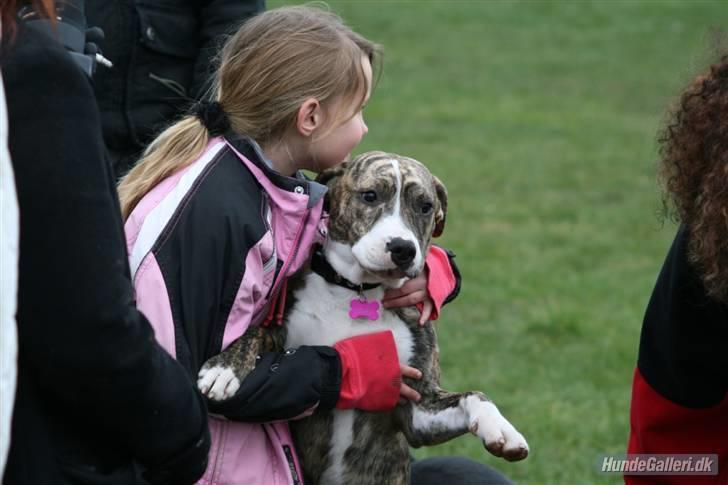 Blanding af racer Diva billede 16