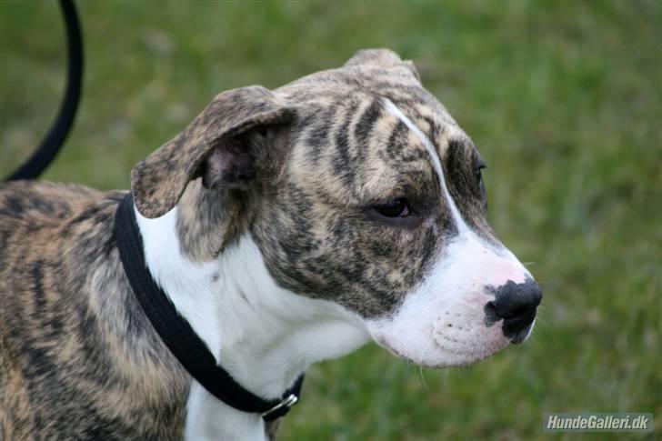 Blanding af racer Diva billede 17