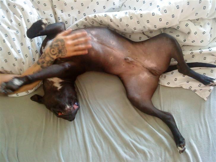 Amerikansk staffordshire terrier Chico billede 13