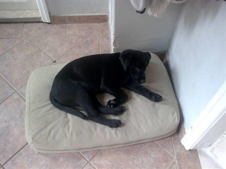 Labrador retriever Molly billede 3