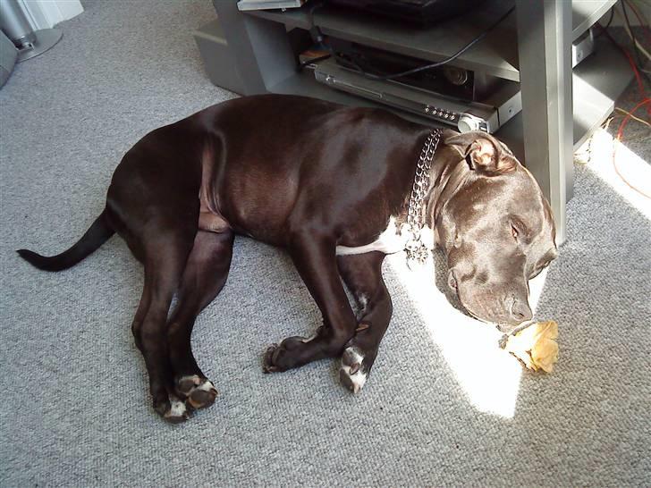 Amerikansk staffordshire terrier Chico billede 14