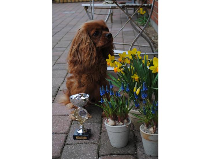 Cavalier king charles spaniel Kikki - Kikki med sin 1. CAC pokal. Hun blev også bedste tæve. billede 1