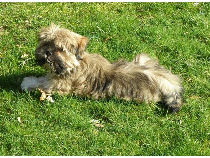 {{currentPhoto.altText}} billede {{currentPhoto.number}}