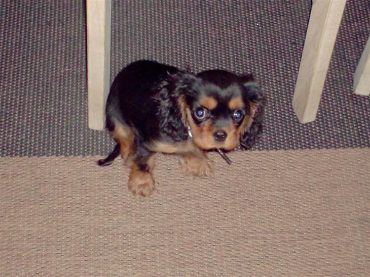 King charles spaniel bella billede 1
