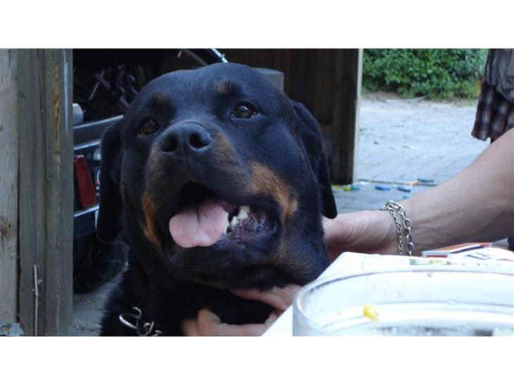 {{currentPhoto.altText}} billede {{currentPhoto.number}}