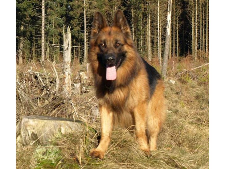 {{currentPhoto.altText}} billede {{currentPhoto.number}}