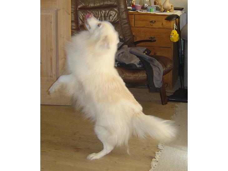 {{currentPhoto.altText}} billede {{currentPhoto.number}}