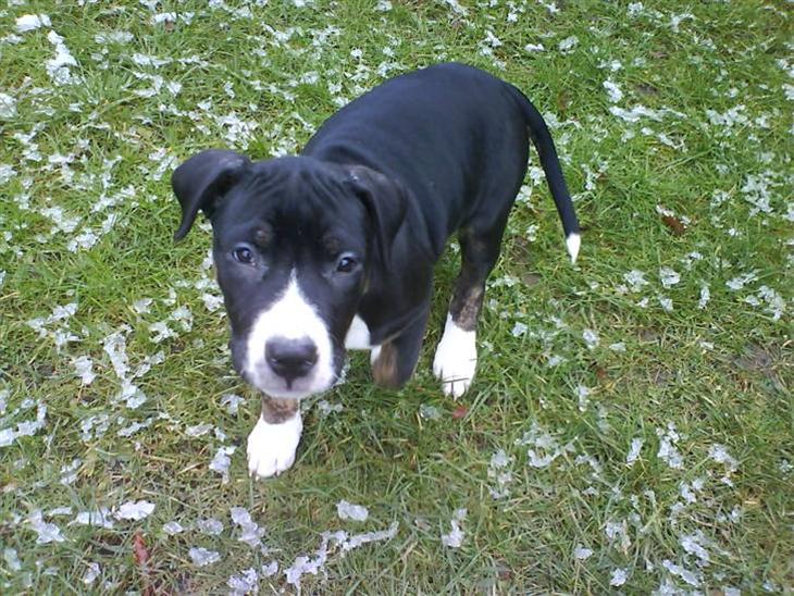 {{currentPhoto.altText}} billede {{currentPhoto.number}}