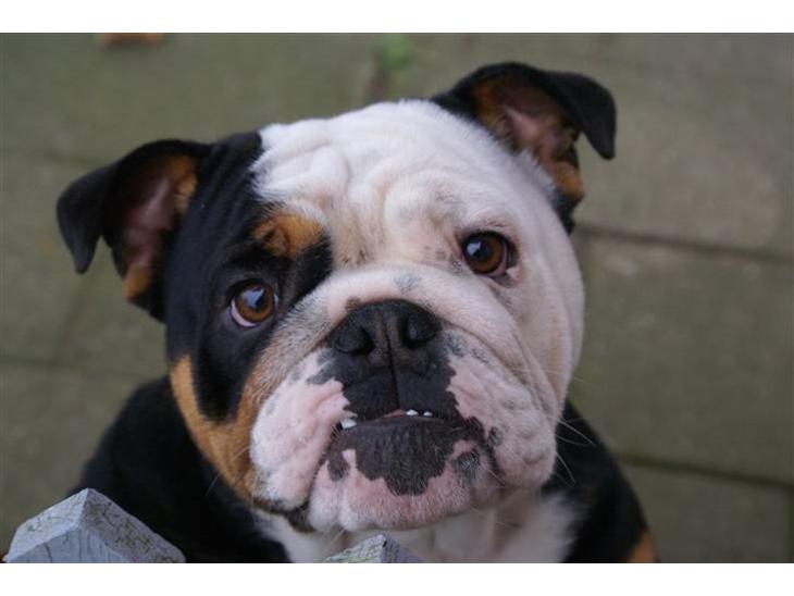 Engelsk bulldog R.I.P Berta <3 - Her er søde Berta.. billede 1