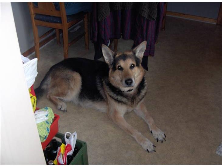 {{currentPhoto.altText}} billede {{currentPhoto.number}}