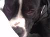 Amerikansk staffordshire terrier Chuckey