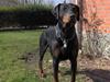 Dobermann Rosenlyst Amazing Murhfy R.I.P.