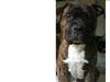Amerikansk staffordshire terrier kenzo <3