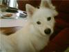 Samojedhund Bella