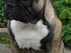 Fransk bulldog Valdo