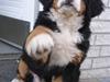 Berner sennenhund KAHLUA