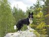 Border collie Søren