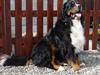 Berner sennenhund Balou - (død 2011) [ Himmelhund]