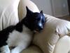 Karelsk bjørnehund Stella