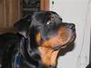 Rottweiler BALOO