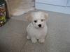 Bichon havanais Bailey <3