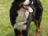 Berner sennenhund Nemo