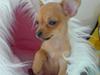 Chihuahua Gizmo