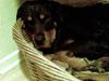 Rottweiler sika