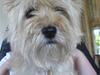 Cairn terrier Vimse