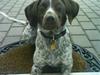 Blanding af racer Molli (R.I.P)