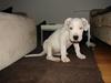 Dogo argentino FiFi Long Gong Gong- Død