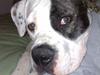 Amerikansk bulldog Shila