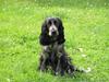 Cocker spaniel Chianti (Fisen) R.I.P [ Himmelhund]