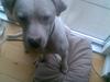 Amerikansk staffordshire terrier Snow R.I.P  28/4-2008   [ Himmelhund]