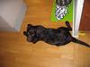 Labrador retriever Duncan