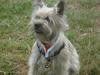 Cairn terrier Tofthus' Muffin