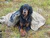 Gordon setter Aaens Diana (Lucky)