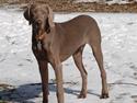 Weimaraner "Thor"