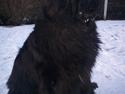 Newfoundlænder Black Zoro