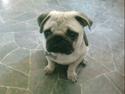 Mops Arnold  ( R.I.P ) :'(