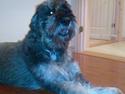 Riesenschnauzer Debbie (Død)
