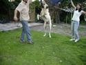 Kangal Bodyguard