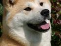 Akita inu Tattoi