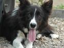 Border collie Bobby (Buffas)